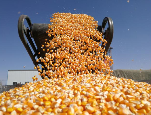 市場“青黃不接” 玉米價格“難有作為”？